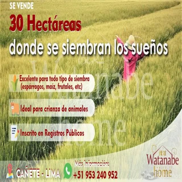 VENDO TERRENO. AREA - 30 HECTAREAS * CAÑETE - LIMA — foto 1