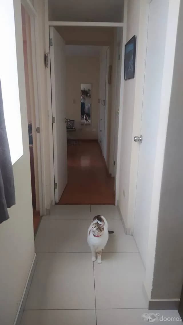 Alquilo hermoso departamento en Pueblo Libre — foto 8