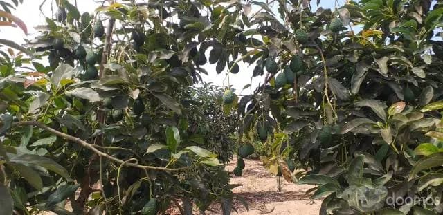 Venta de Terreno Agrícola en Tuman — foto 3