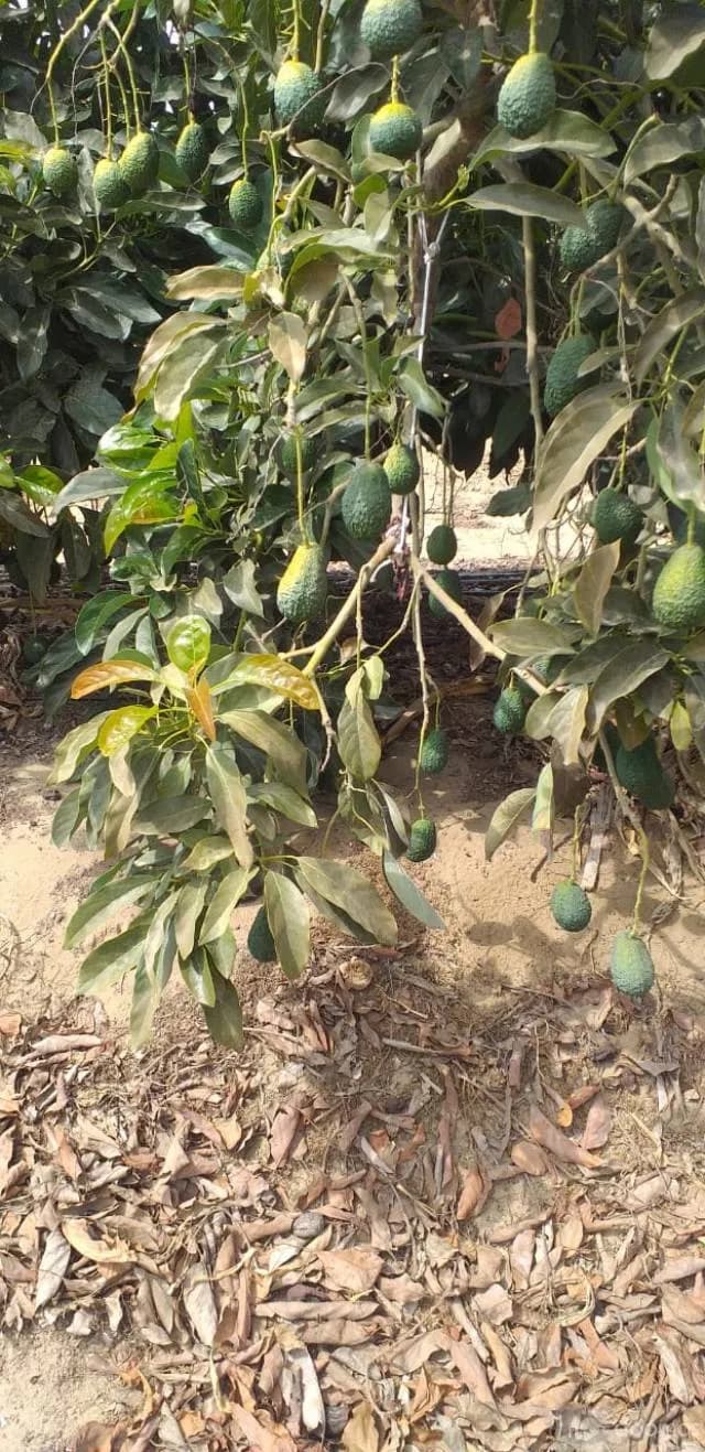 Venta de Terreno Agrícola en Tuman — foto 6
