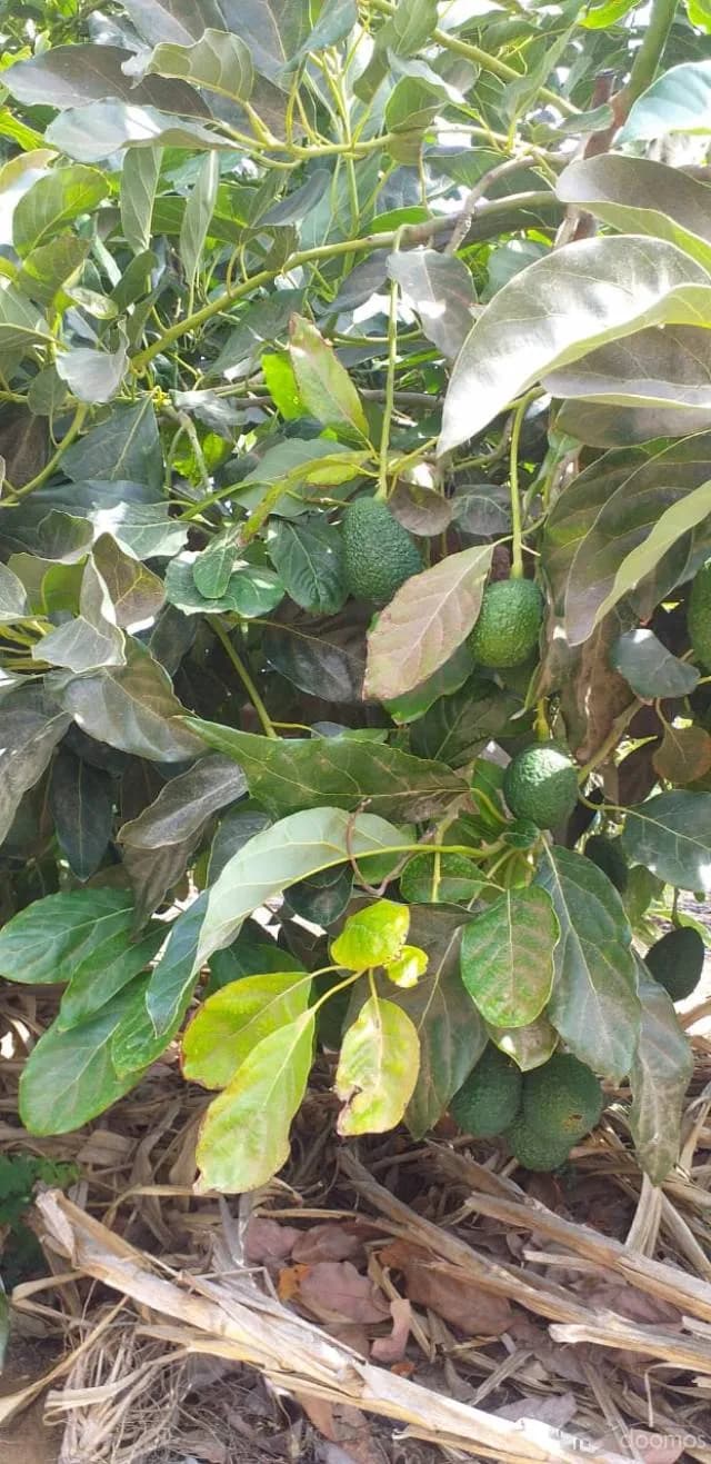 Venta de Terreno Agrícola en Tuman — foto 7