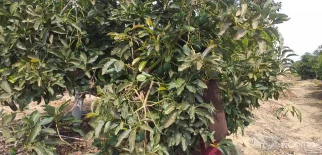 Venta de Terreno Agrícola en Tuman — foto 8