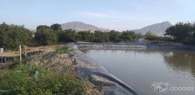 Venta de Terreno Agrícola en Tuman — foto 1