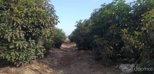 Venta de Terreno Agrícola en Tuman — foto 4