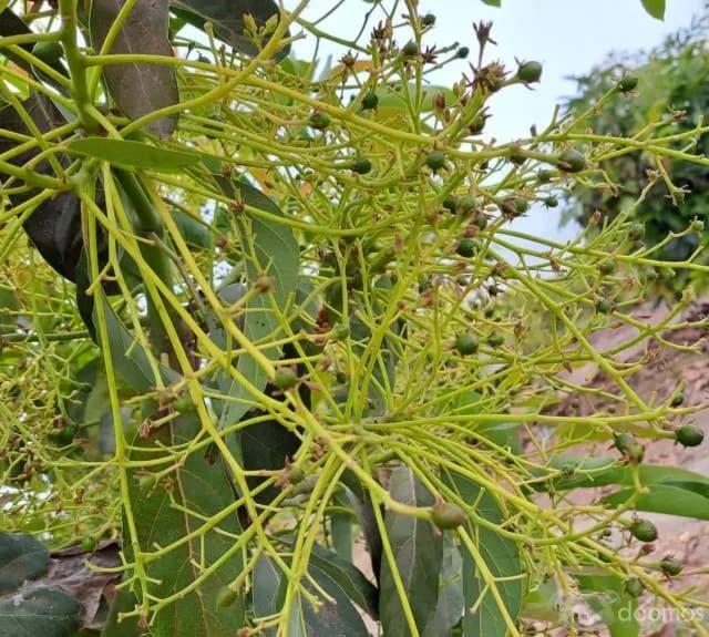 Venta de Terreno Agrícola en Tuman — foto 2