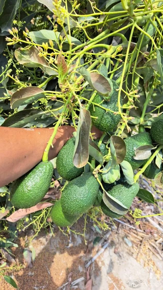 Venta de Terreno Agrícola en Tuman — foto 5