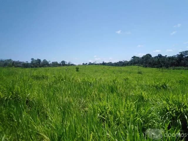 VENTA DE TERRENO AGRICOLA - CAMPO VERDE - PUCALLPA — foto 3
