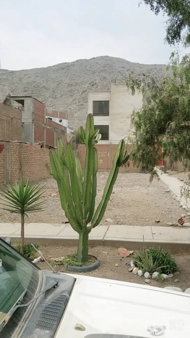 VENTA TERRENO EN URB. CARAPONGO — foto 2