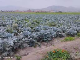 VENTA DE TERRENO EN CHANCAY UBICADO EN LA MISMA PANAMERICANA NORTE A 2 KM DEL MEGA PUERTO DE CHANCAY