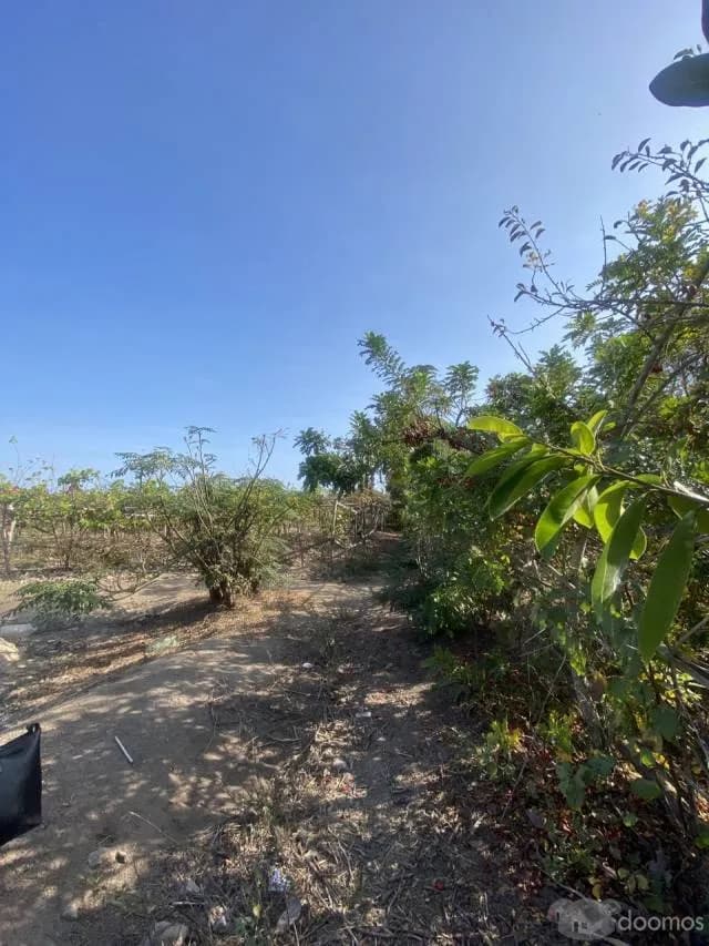 PARCA - TERRENO AGRICOLA DE 1600 M2 — foto 4
