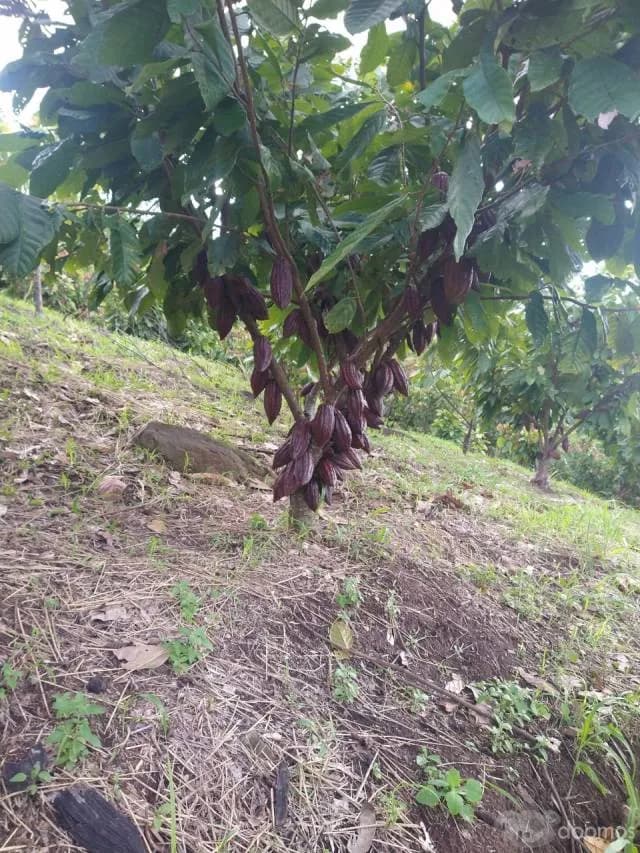 SE VENDE FINCA DE CACAO — foto 1