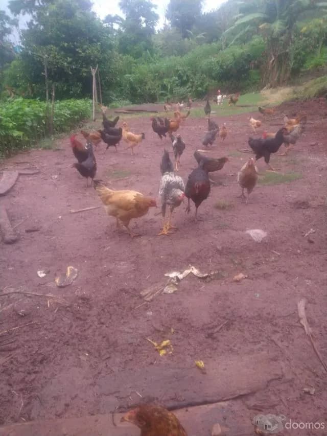 SE VENDE FINCA DE CACAO — foto 2