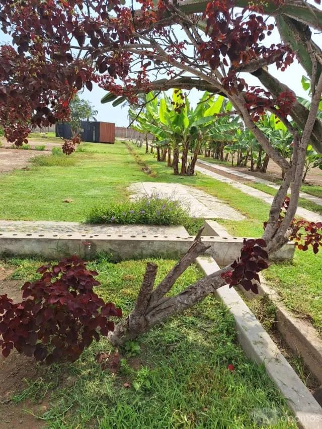 Lindo Condominio familiar de campo cerca a Cerro Azul — foto 5