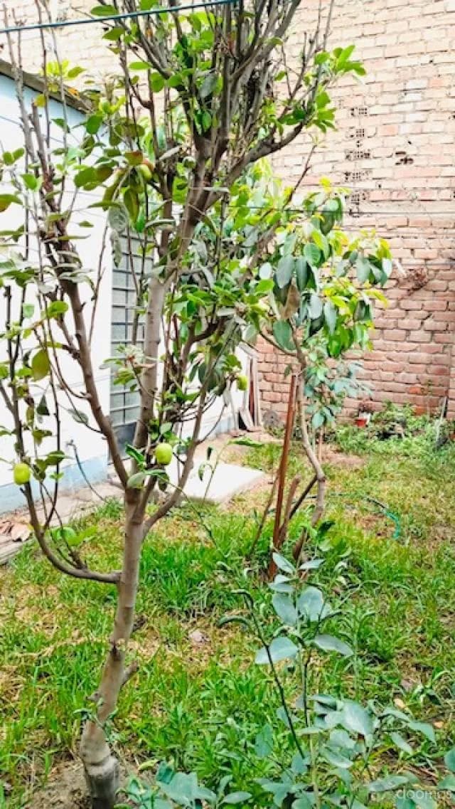 ALQUILER DE CASA AMOBLADA/1 HABITACION, AMPLIOS JARDINES Y COCHERA — foto 2