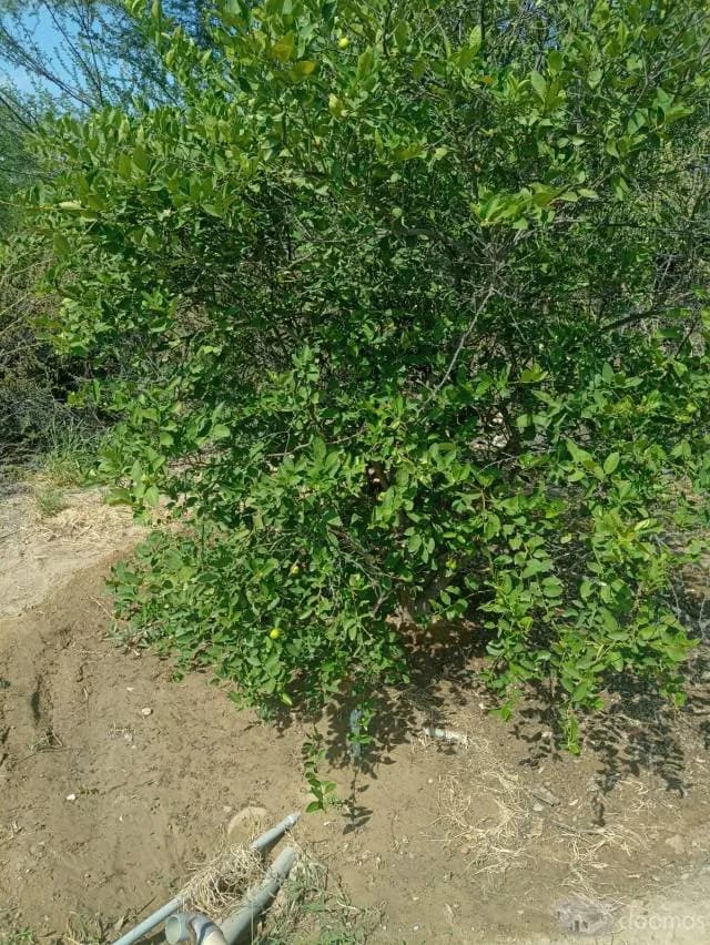 VENDO INMUUEBLE EN CIENEGUILLO SUR PARA CASA DE CAMPO — foto 4