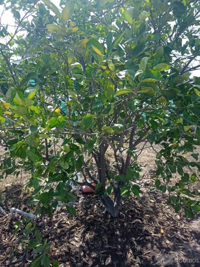 VENDO INMUUEBLE EN CIENEGUILLO SUR PARA CASA DE CAMPO — foto 8