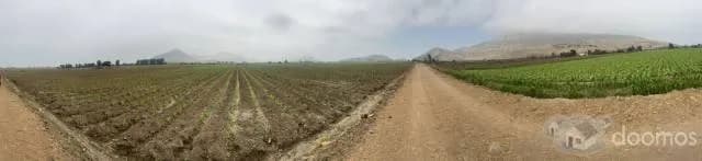 VENDO 4 HECTAREAS EN CHANCAY — foto 4