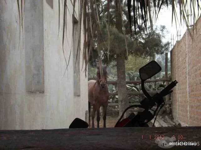vENDO cASA DE cAMPO pACHACAMAC — foto 2