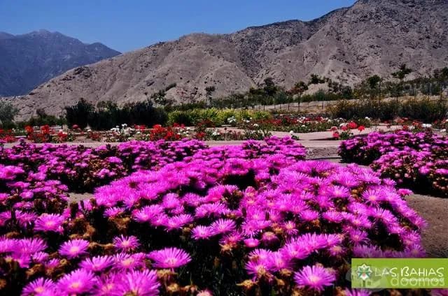 Venta de Terreno de Campo en Cieneguilla - US$ 24,999 — foto 6