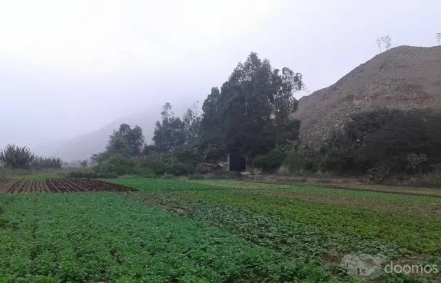 Terreno barato 2,000m2 con titulo para casa de Campo $50 - Cieneguilla — foto 2