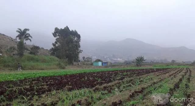 Terreno barato 2,000m2 con titulo para casa de Campo $50 - Cieneguilla — foto 4