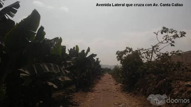 OCASION LOTES DE 90M2 CARABAYLLO BUENA ZONA — foto 4
