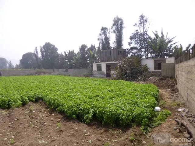 Vendo terreno Agricola de 5875m2, Punchauca - Carabayllo — foto 1