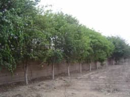 Terreno 5000 m² Pachacamac Cerca America Tv, Colindante con la Universidad Alas Peruanas