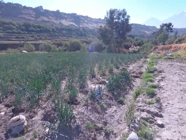 OCASIÓN VENDO TERRENO VALLE DE CHILINA 66000 dólares — foto 1