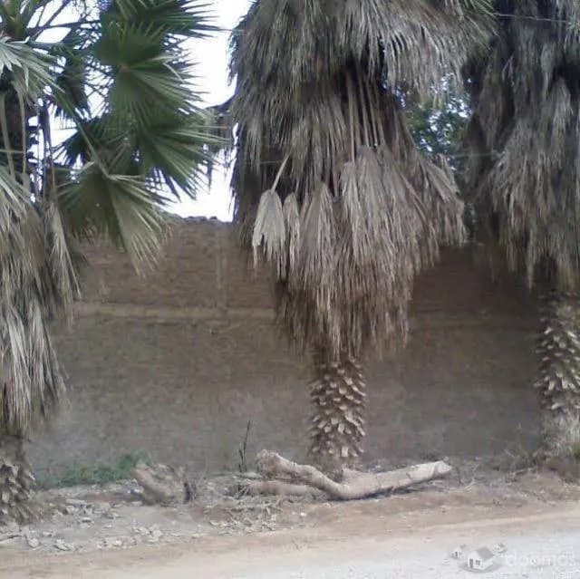 TERRENO EN VENTA JATOSISA 2260.96 mt PACHACAMAC — foto 7