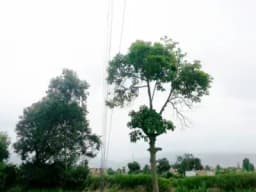 vendo terreno agricola inscrito en registros publicos todo en regla con agua y regadío ubicado en Aucallama Huaral.