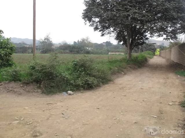 Vendo 10 lotes de 1000 m2 en Pachacamac — foto 3