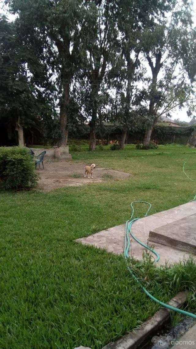 Lindo Terreno en el Condomio la Arena de pachacamac — foto 5