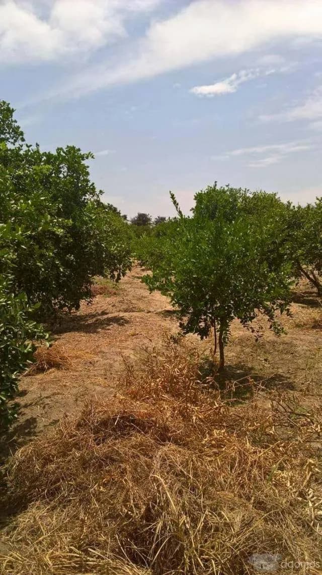 SE VENDE PARCELA — foto 3
