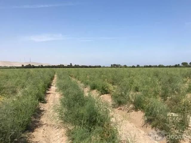 terreno 20.6 ha chincha el carmen — foto 1