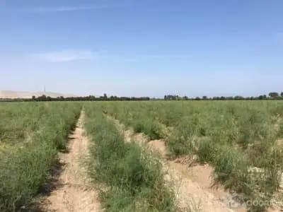 terreno 20.6 ha chincha el carmen