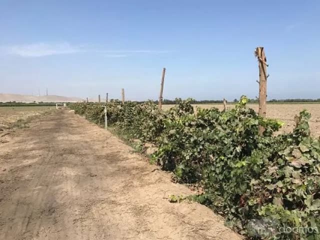 terreno 20.6 ha chincha el carmen — foto 2