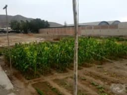 SE VENDE TERRENO EN PAPA LEÓN DE CHILCA!!