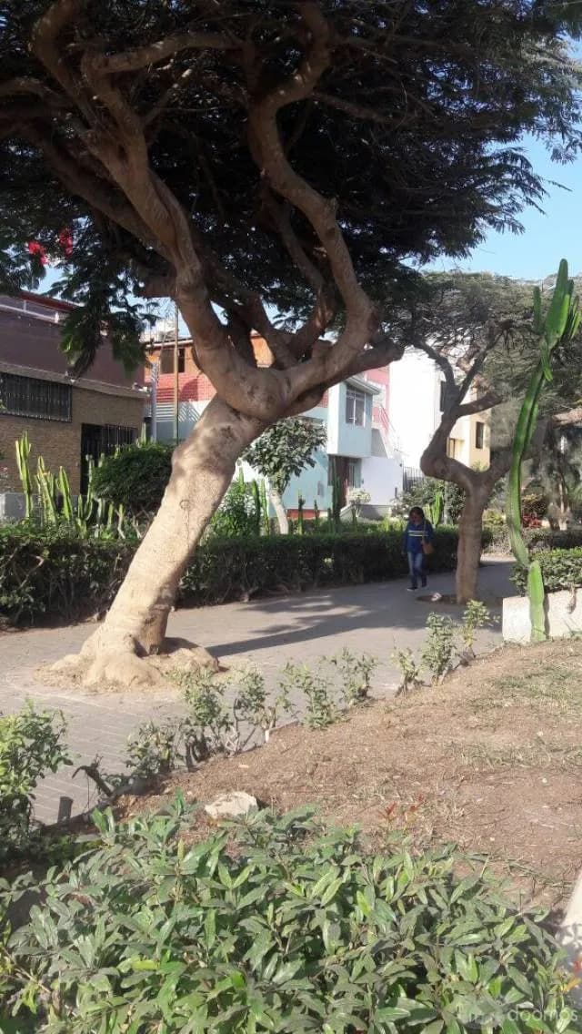 Linda Casa en zona tranquila de Surco — foto 5