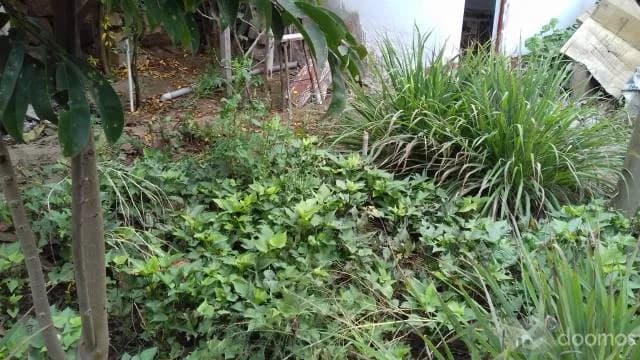 OCASIÓN - Vendo Casita Huerta de 360 M2 en Pachacutec VENTANILLA — foto 7