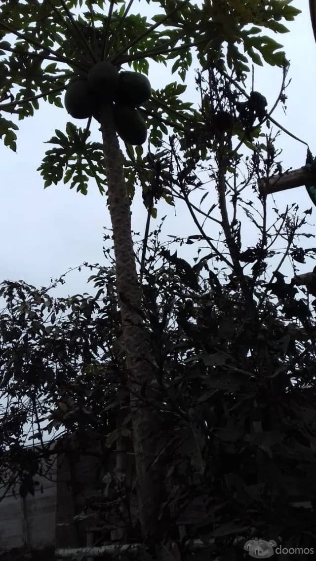 OCASIÓN - Vendo Casita Huerta de 360 M2 en Pachacutec VENTANILLA — foto 8