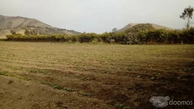 Venta de Terreno Agrícola - PACHACAMAC — foto 2