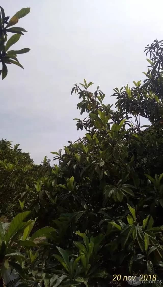 Oportunidad En Coayllo Terreno De 3330m2 A Precio De Ocasion — foto 3