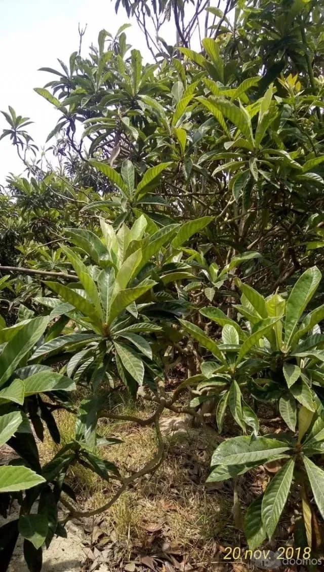 Oportunidad En Coayllo Terreno De 3330m2 A Precio De Ocasion — foto 4