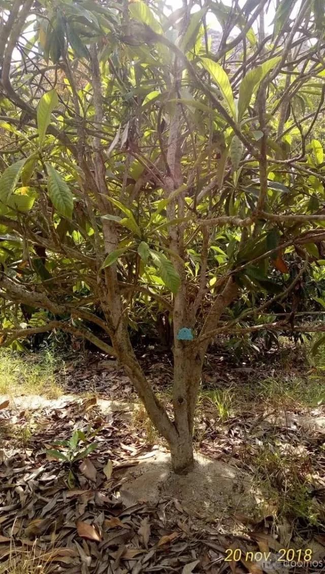 Oportunidad En Coayllo Terreno De 3330m2 A Precio De Ocasion — foto 5
