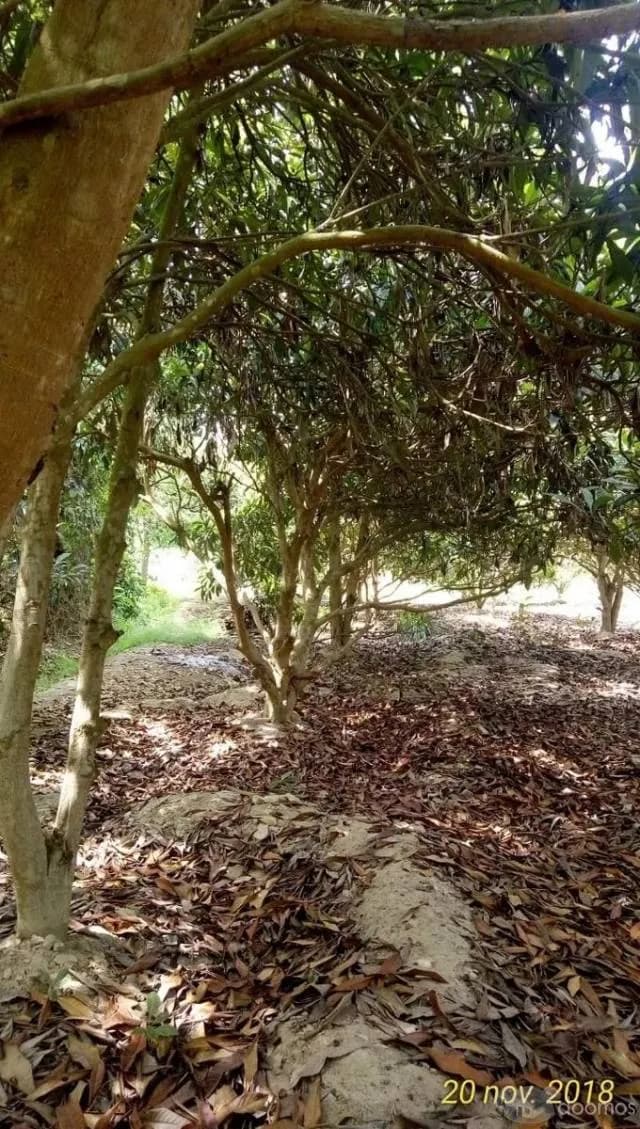 Oportunidad En Coayllo Terreno De 3330m2 A Precio De Ocasion — foto 8