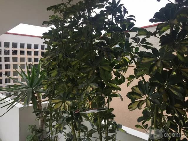 LINDO DEPARTAMENTO FRENTE A PARQUE — foto 7