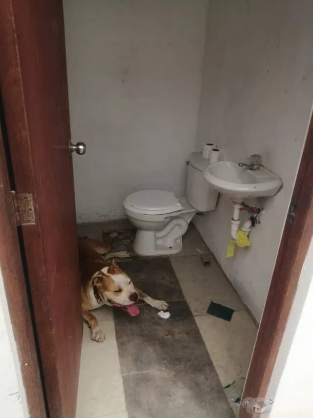 Alquiler de terreno de 250 metros en santiago de surco — foto 7