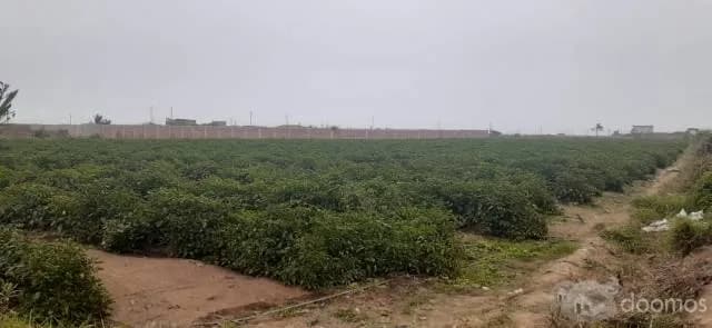 TERRENO AGRÍCOLA EN VENTA — foto 3