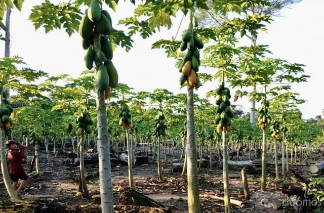 ALQUILO 30 HECTÁREAS DE TIERRAS AGRICOLAS — foto 7